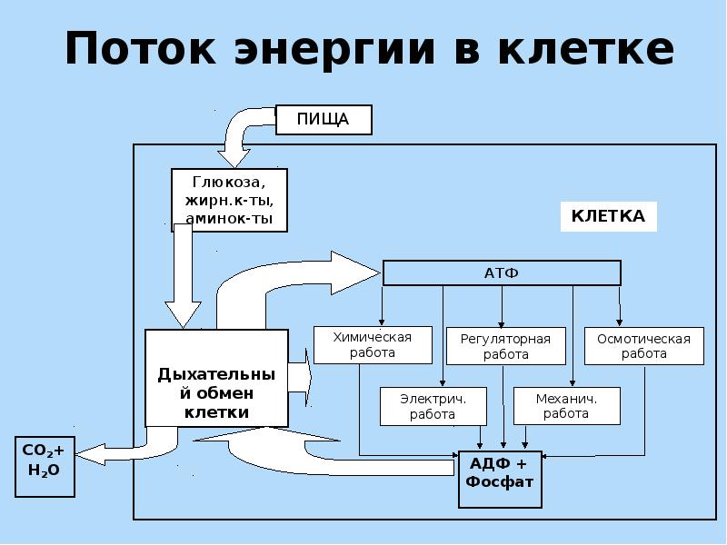 Презентация обмен веществ в клетке превращение энергии в клетке