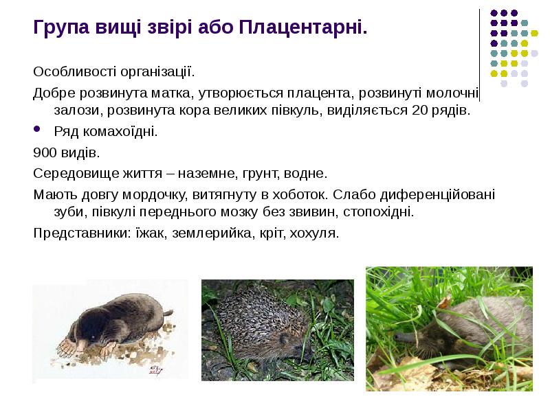 Група вищі звірі або Плацентарні.
Особливості організації.
Добре розвинута матка, утворюється Група вищі звірі або Плацентарні.
Особливості організації.
Добре розвинута матка, утворюється