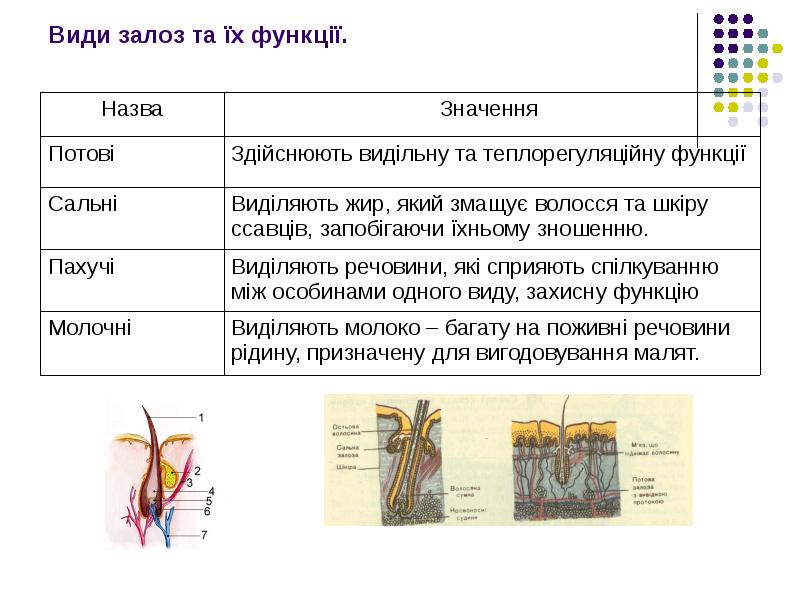 Реферат: Клас Ссавці