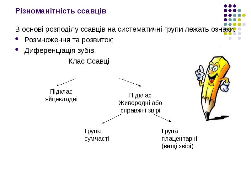 Реферат: Клас Ссавці