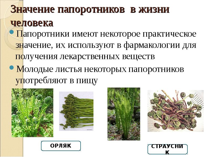 Каково значение плаунов хвощей