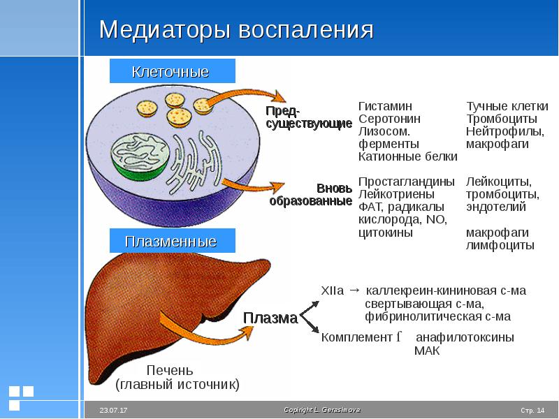 Презентация воспаление патологическая физиология