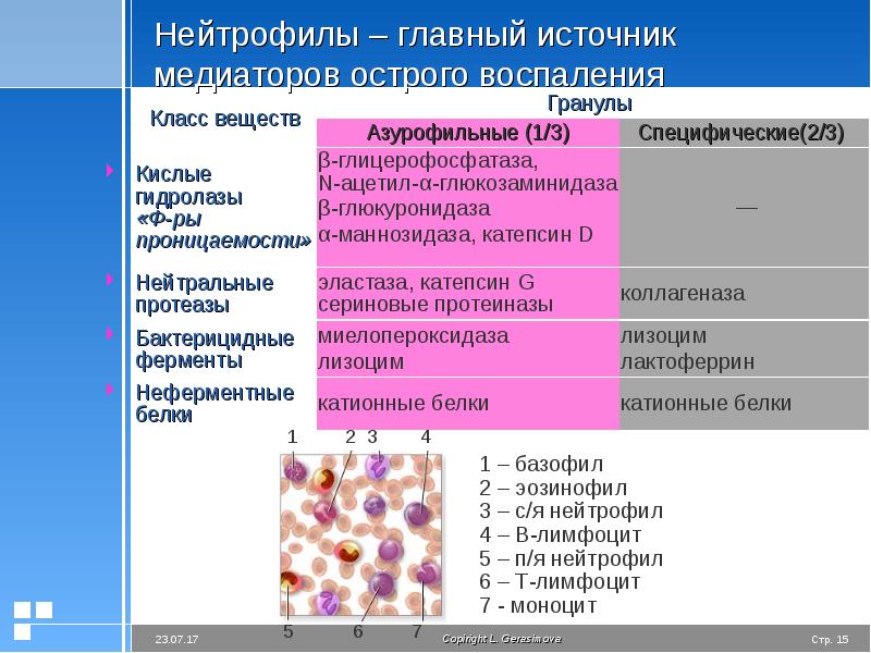 Презентация воспаление патологическая физиология