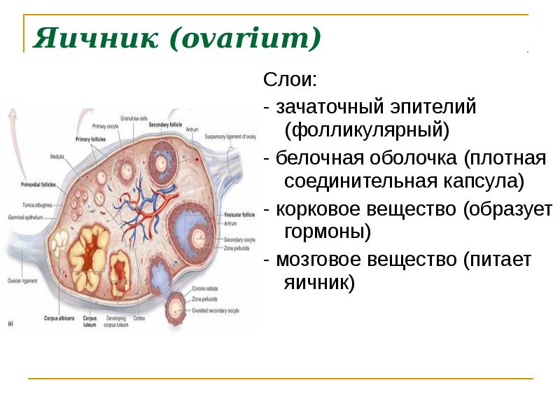 Яичники У Женщин Расположение Картинки