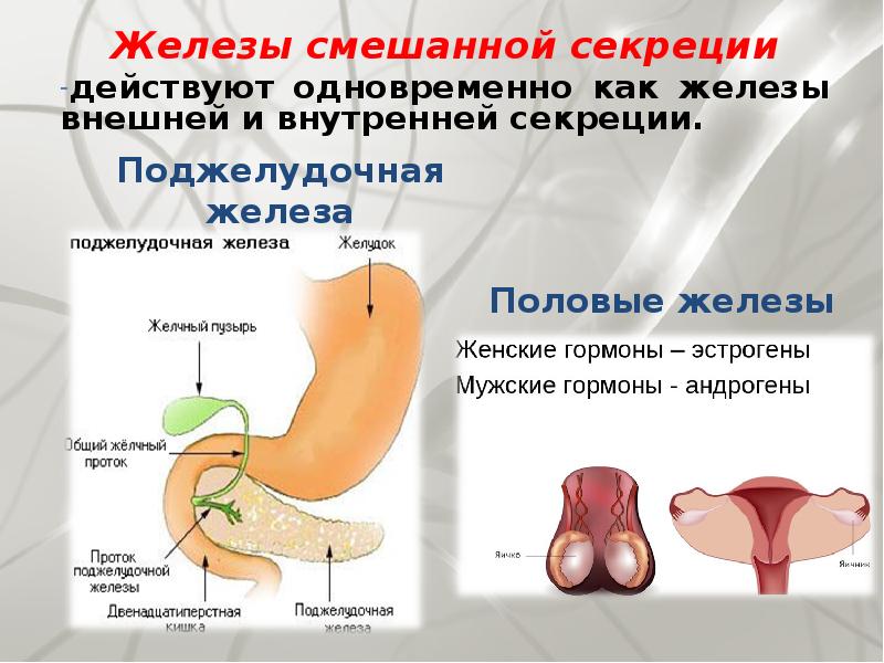 Железы презентация 8 класс