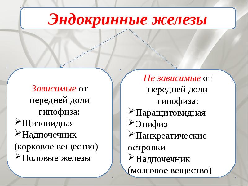 Внутренняя секреция. Гипофиз зависимые и независимые железы. Гипофиззависимые железы Гипофизнезависимые железы. Гипофизнезависимые железы внутренней секреции. К железам зависимым от функций гипофиза, относят:.