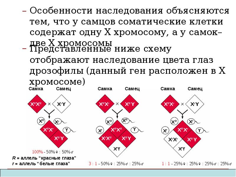 Особенности наследования объясняются тем, что у самцов соматические клетки содержат одну Особенности наследования объясняются тем, что у самцов соматические клетки содержат одну