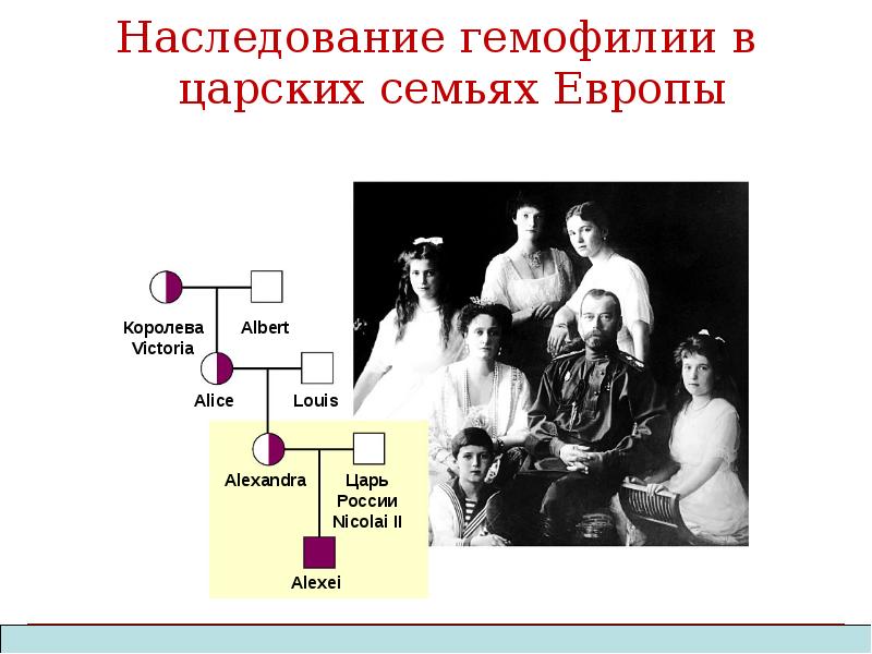 Презентация гемофилия генетика