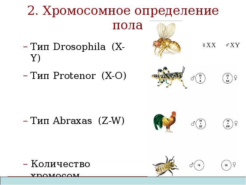 Хромосомное определение пола презентация 10 класс