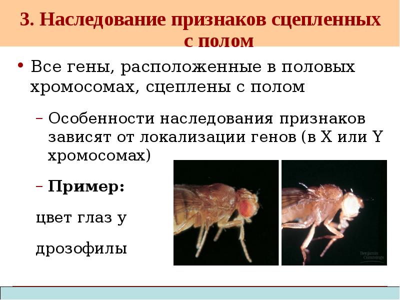 3. Наследование признаков сцепленных с полом
Все гены, расположенные в половых 3. Наследование признаков сцепленных с полом
Все гены, расположенные в половых