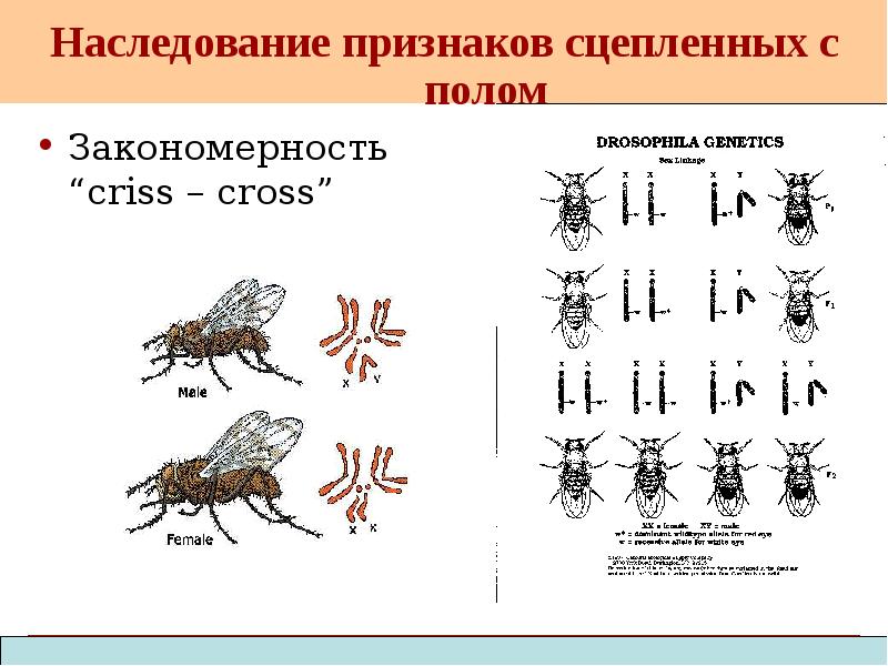 Наследование признаков сцепленных с полом
Закономерность “criss – cross” Наследование признаков сцепленных с полом
Закономерность “criss – cross”