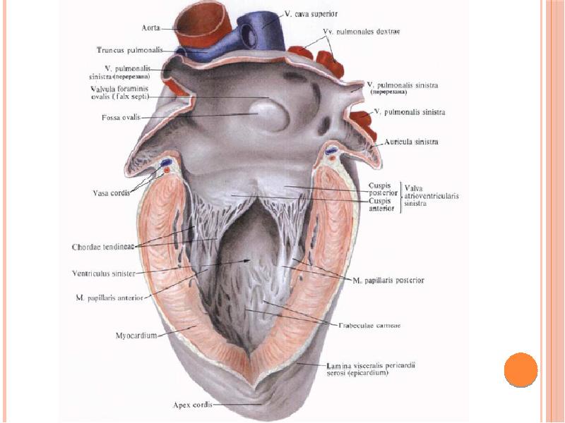 Cordis латынь. Строение правого предсердия анатомия. Строение левого желудочка сердца анатомия. Правое предсердие сердца анатомия. Левое предсердие анатомия.