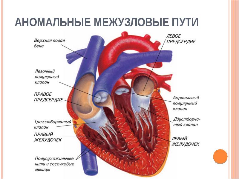 Презентация сердечно сосудистая система на английском