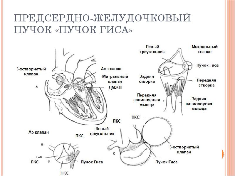 Предсердно желудочковый узел расположен