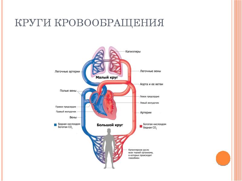 Презентация сердечно сосудистая система на английском