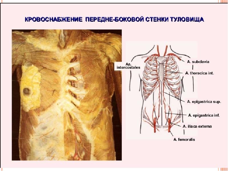 Сердечно сосудистая система человека презентация