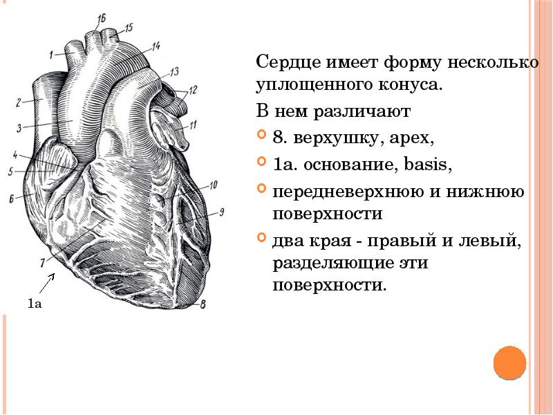 Борозды сердца анатомия картинки