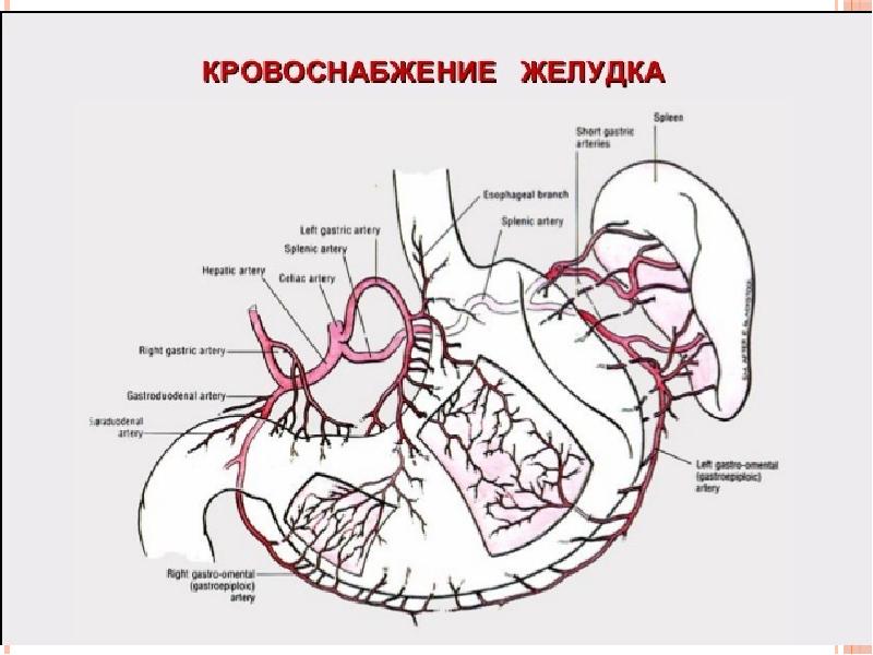 Сердечно сосудистая система презентация по анатомии