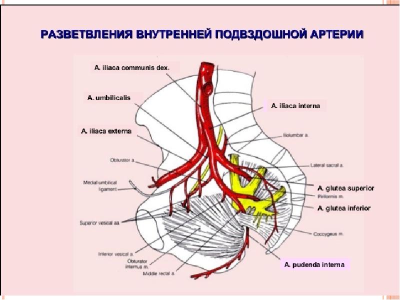 Схема строения сердечно сосудистой системы