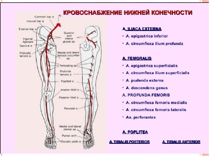 Кровеносная система ног человека схема