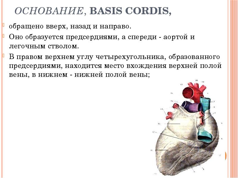 Характеристика правого предсердия. Basis CORDIS. Базис у сердца. 1. Basis CORDIS.