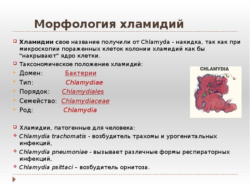 Проект на тему морфология