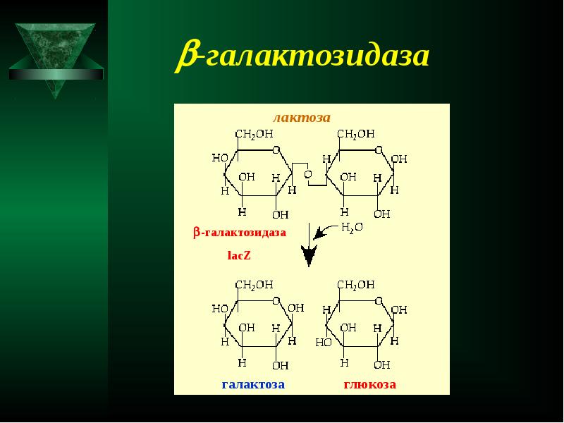 Радиационная генетика презентация