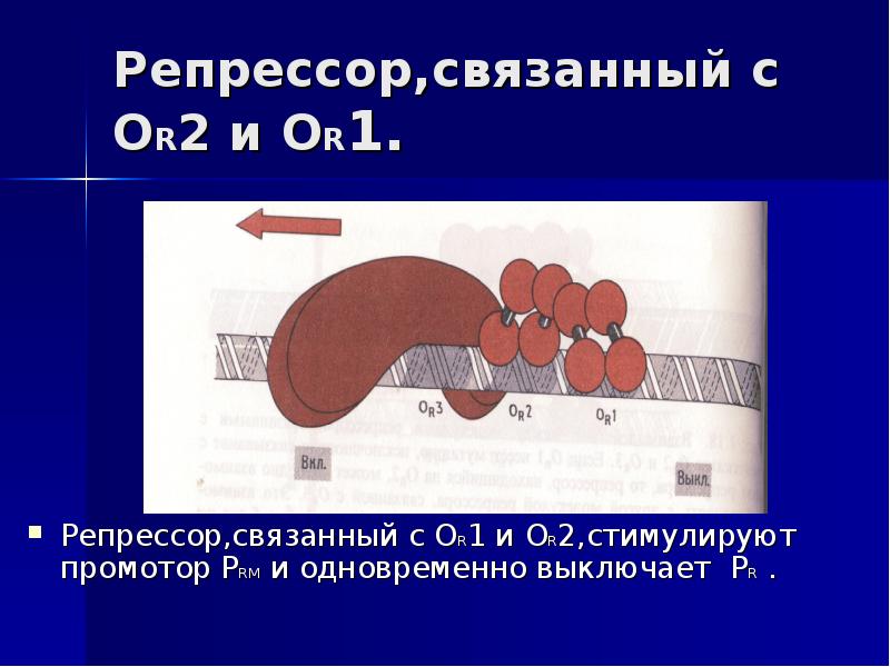 Радиационная генетика презентация