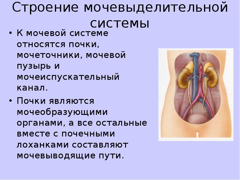 Инструментальные методы исследования мочевыделительной системы презентация