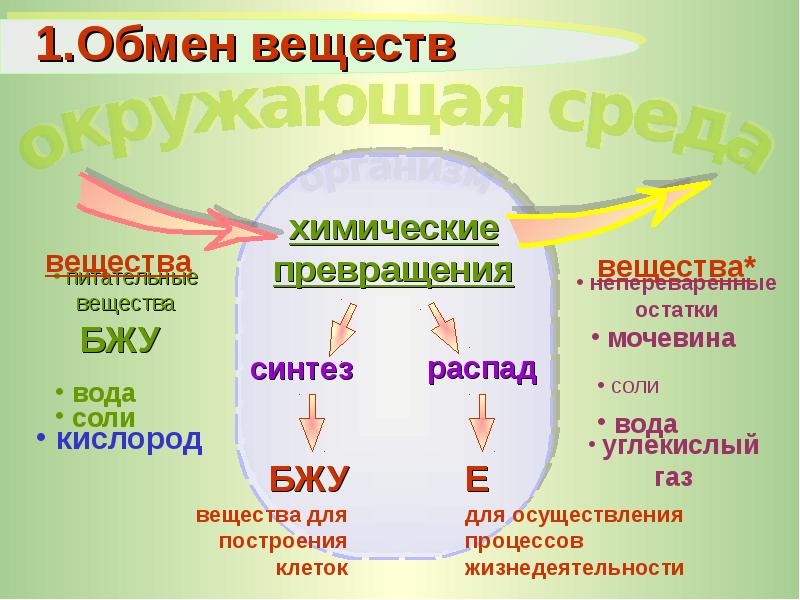 Реферат: Метаболизм как основа жизнедеятельности клетки