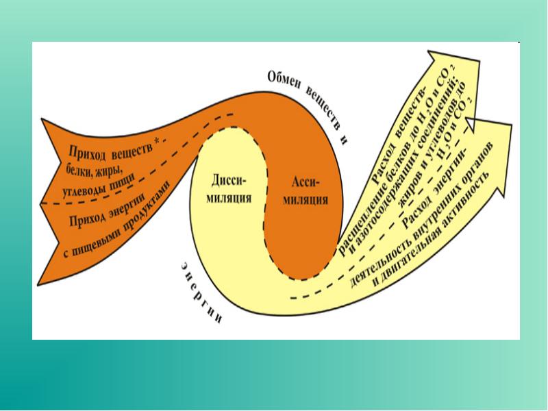 Обмен веществ картинки для презентации