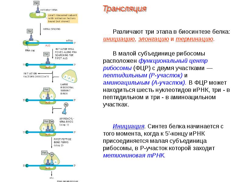 Трансляция рнк схема