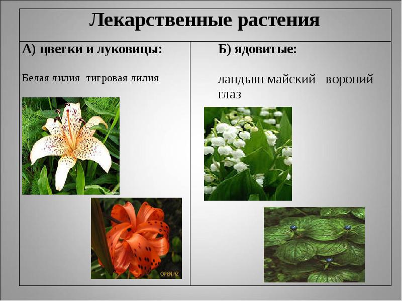 Презентация на тему семейства класса однодольные