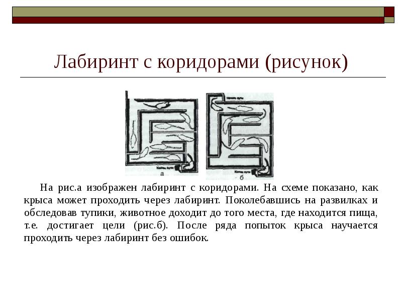 На рисунке изображен лабиринт. Метод Лабиринта в зоопсихологии. Метод Лабиринта в зоопсихологии пример. Метод обходного пути в зоопсихологии. Способы научения животных метод Лабиринта.