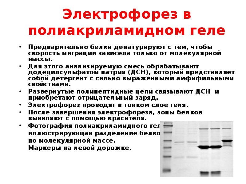 По разбитым зеркалам электрофорез. Электрофорез белков в полиакриламидном геле метод. Электрофорез в полиакриламидном геле. Электрофорез в полиакриламидном геле методика. ПААГ гель электрофорез.