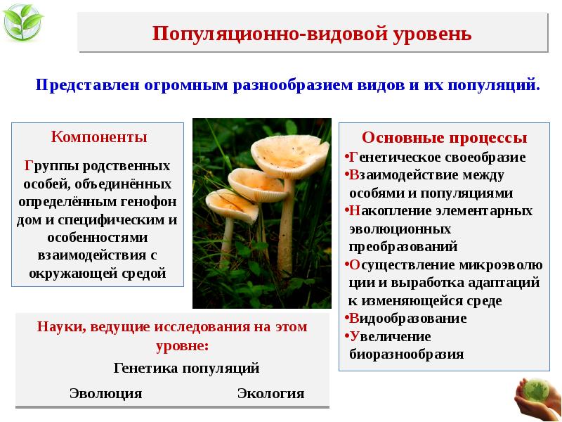 Особенности популяционно видового уровня жизни 10 класс биология презентация пономарева