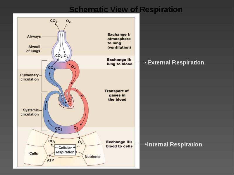 Respiratory physiology - презентация, доклад, проект