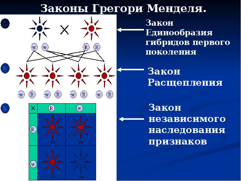 Закон моргана генетика презентация