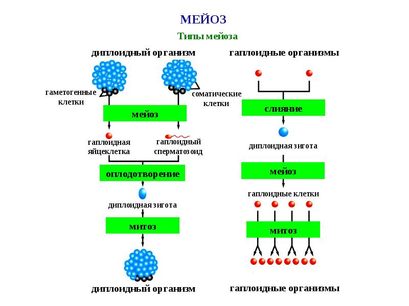 Мейоз организмы. Гаплоидный набор хромосом в мейозе 1. Тип клеток мейоза. Мейоз гаплоидных клеток. Мейоз оплодотворение у животных.