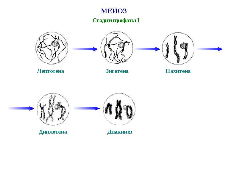 Стадии мейоза. Стадии мейоза лептотена зиготена. Фазы профазы 1 мейоза. Лептотена мейоза 1. Стадии мейоза диплотена.