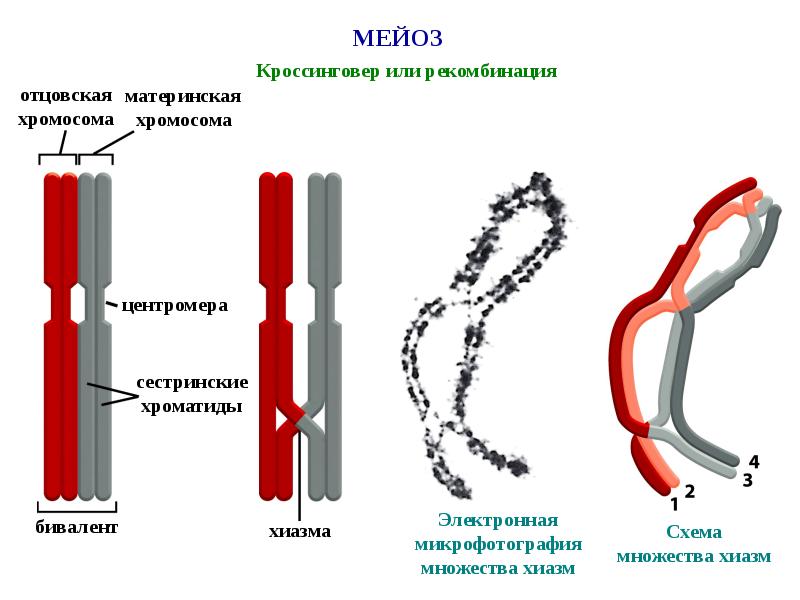 Кроссинговер хромосом. Биваленты в мейозе это. Хиазма кроссинговер. Кроссинговер биваленты. Сестринские хроматиды и несестринские хроматиды.