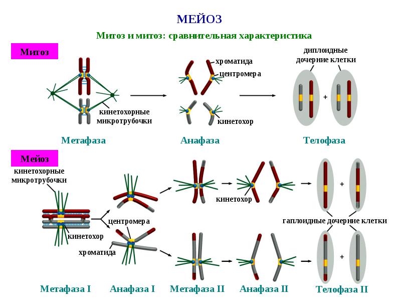 Гаплоидная клетка с двухроматидными хромосомами. Тетрады хроматид. Двухроматидные хромосомы в мейозе 2. Митоз и мейоз таблица. Биологическое деление мейоз.