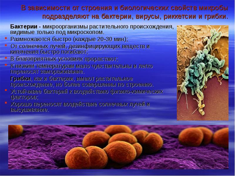 Биологические свойства бактерий