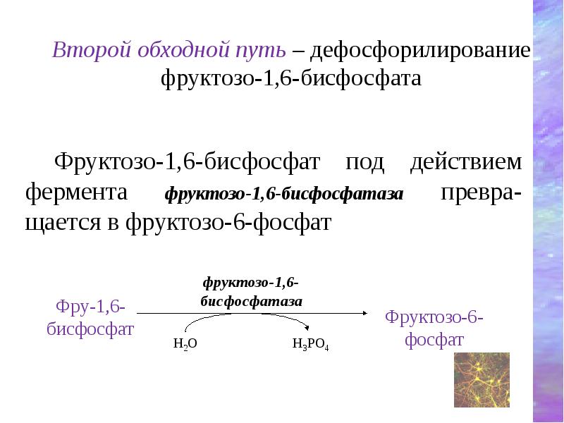 Фруктозо-1,6-бисфосфат под действием фермента фруктозо-1,6-бисфосфатаза превра-щается в фруктозо-6-фосфат
Фруктозо-1,6-бисфосфат под действием Фруктозо-1,6-бисфосфат под действием фермента фруктозо-1,6-бисфосфатаза превра-щается в фруктозо-6-фосфат
Фруктозо-1,6-бисфосфат под действием