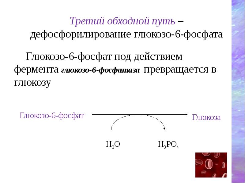 Глюкозо-6-фосфат под действием фермента глюкозо-6-фосфатаза превращается в глюкозу
Глюкозо-6-фосфат под действием Глюкозо-6-фосфат под действием фермента глюкозо-6-фосфатаза превращается в глюкозу
Глюкозо-6-фосфат под действием