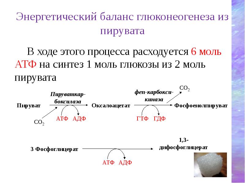 Пируват образуется