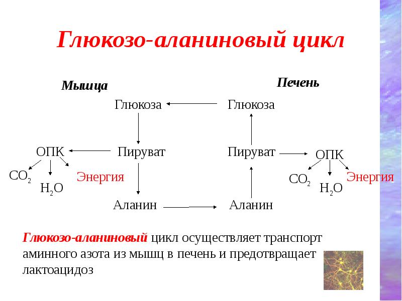 Образование глюкозы в зеленом растении. Глюкозо аланиновый цикл биохимия. Синтез Глюкозы в глюконеогенезе из аминокислот. Включение субстратов в глюконеогенез схема.