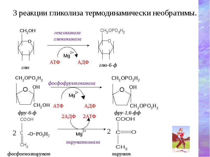 Глюконеогенез схема реакций