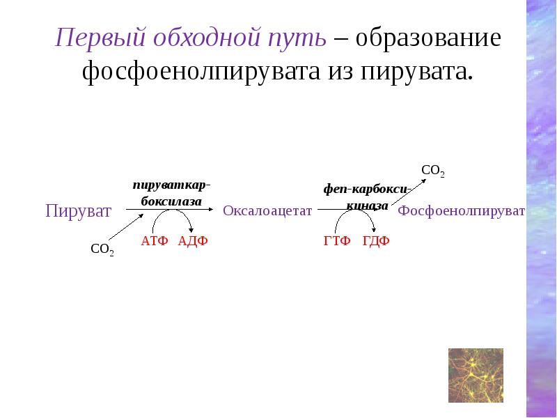 Обмен пировиноградной кислоты