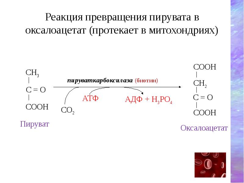 Схема реакции глюконеогенеза приводящая к образованию оксалоацетата